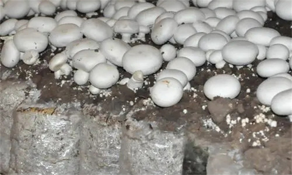 双孢蘑菇的麦料栽培种能保存多长