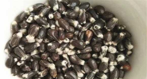 棉花种子的浸种方法