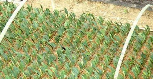影响茶树扦插生根的外在因素有哪些