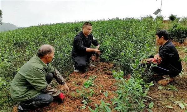 如何做好移栽茶苗的浇水抗旱工作