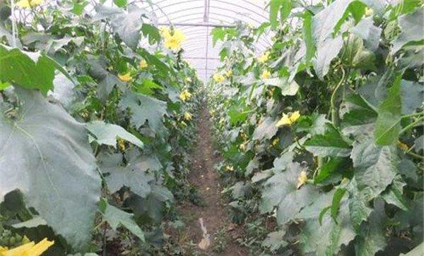 种植丝瓜如何预防果腐病