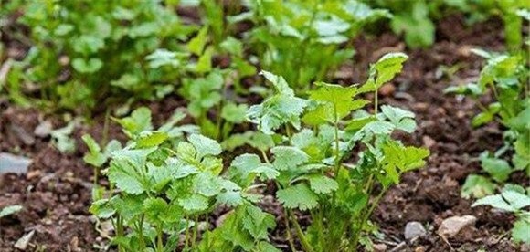 芫荽对环境条件的要求