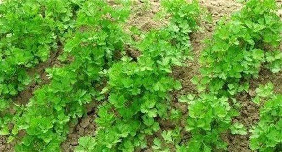 香菜菌核病的发病条件