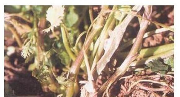 香菜菌核病防治方法