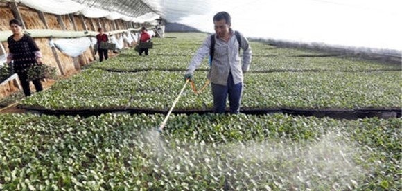 茄子种植管理注意事项