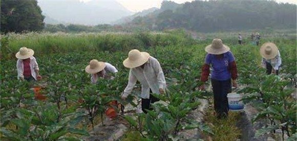 茄子的施肥管理