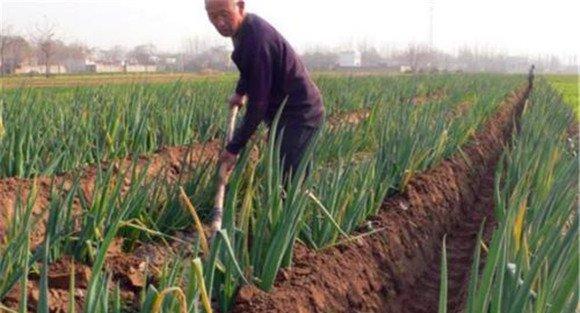 大葱田间管理的三项内容