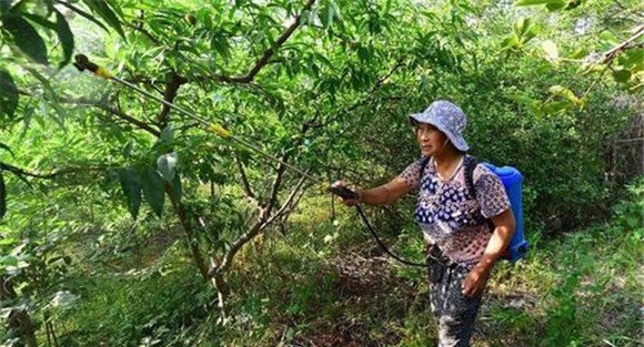 桃树的根外追肥