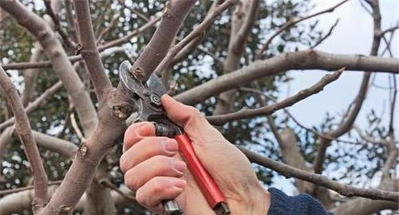 苹果树疏散分层树形的修剪应注意问题