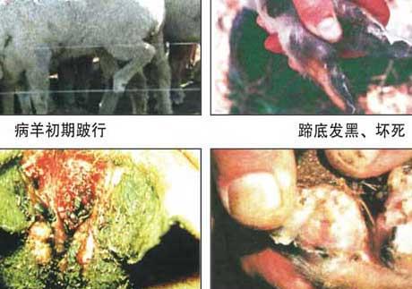 羊病防治技术