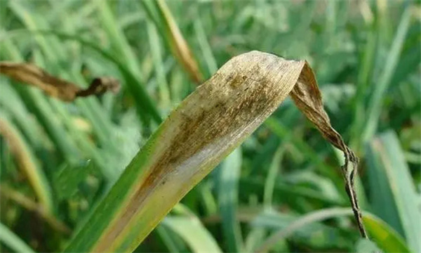 怎样防治大蒜干腐病