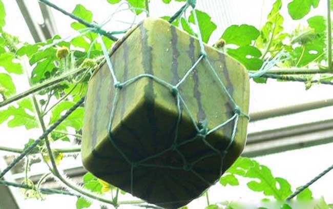 西瓜种植方法