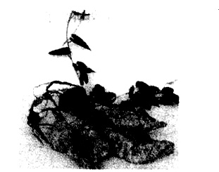 何首乌种植