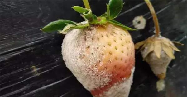 草莓灰霉病的症状