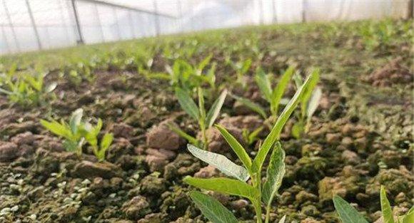 空心菜的种植时间