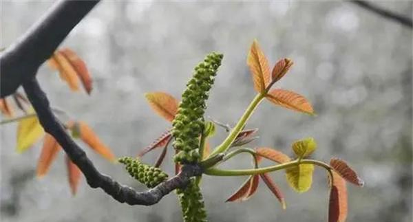 核桃雄花分化有几个时期