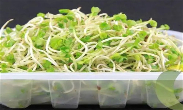 萝卜芽苗菜的营养价值与销售标准要求