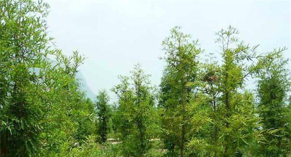 中山杉养护技术