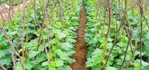 春季黄瓜种植时间