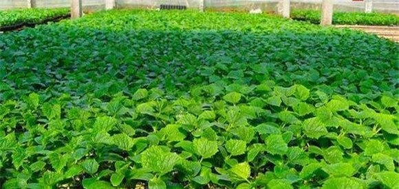 春季黄瓜种植方法