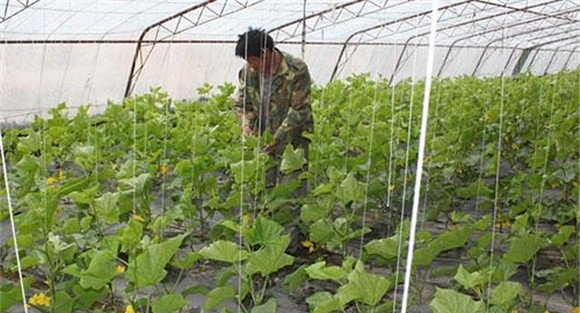 黄瓜定植后的管理方法