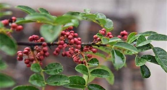 花椒锈病怎么预防和治疗