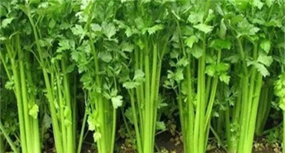芹菜空心是怎么回事