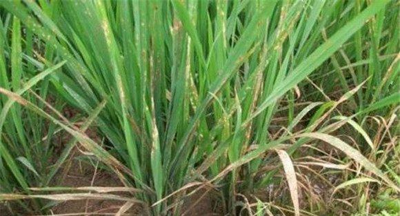 稻田如何正确使用除草剂