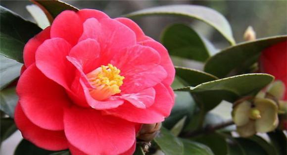 茶花的扦插