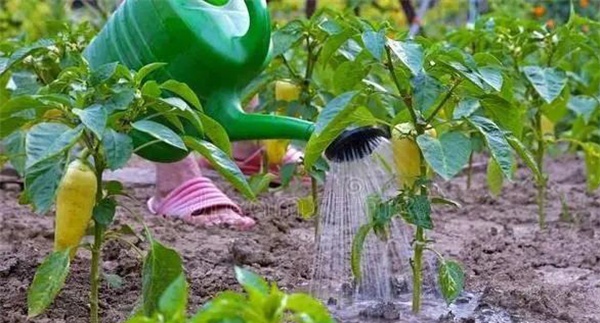 辣椒冬季浇水应注意什么问题?