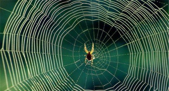 蜘蛛怎么织网