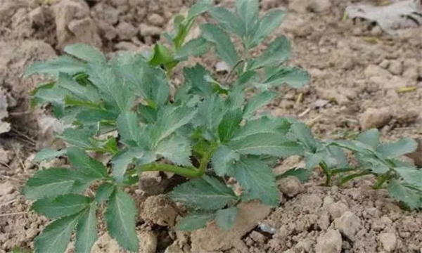 白芷的形态特征与生物学特征简介