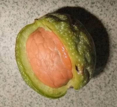 核桃的作用与功效