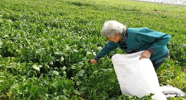 菠菜的追肥