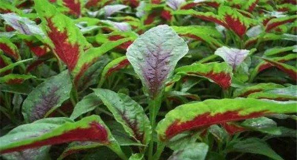 保护地苋菜种植技术要点