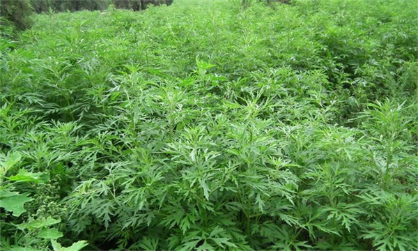 益母草在种植中需要注意的几个常见的问题