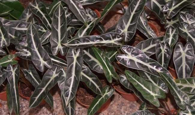 花卉种植方法