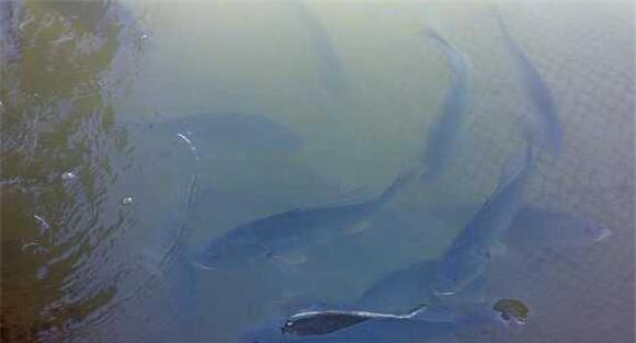 淡水鲈鱼养殖技术要点