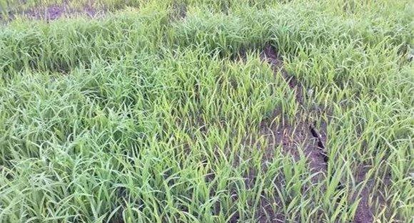 缺锌引起的水稻僵苗