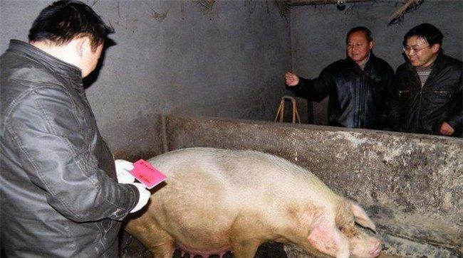 提高二元杂交母猪产仔数的方法