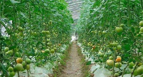 长江中下游区番茄播种时间