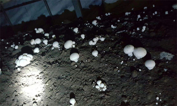 双孢菇秋季出菇应如何管理