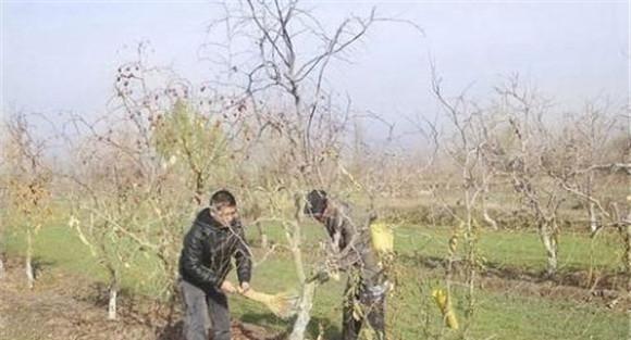 预防枣树冻害的主要措施