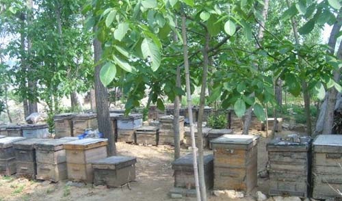 蜜蜂饲养方法