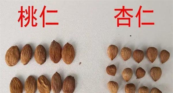 苦杏仁和桃仁的区别