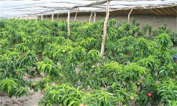 设施果树生长发育与露地栽培有哪些不同