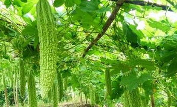 苦瓜种植方法