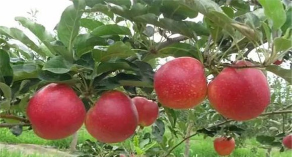 苹果优良品种应具备哪些条件