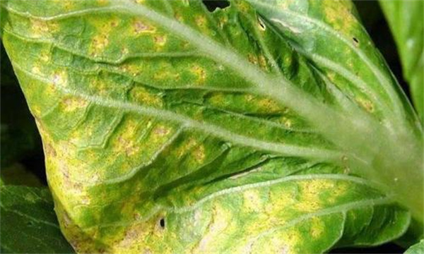 怎样防治大白菜霜霉病