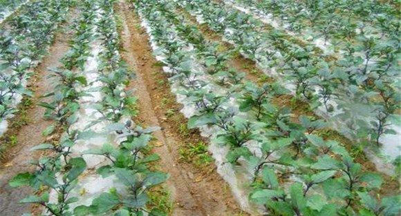 茄子定植管理技术